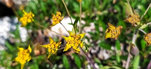 Image of Bupleurum multinerve by no rights reserved