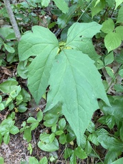 Nabalus × mainensis