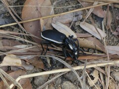 Anthia circumscripta