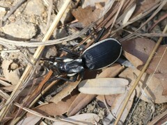 Anthia circumscripta