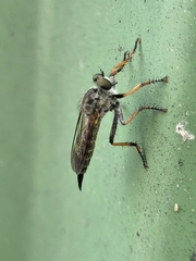 Neomochtherus geniculatus