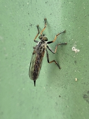 Neomochtherus geniculatus