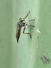 Neomochtherus geniculatus