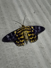 Dysphania subrepleta