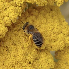 Colletes similis