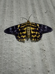 Dysphania subrepleta