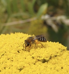 Colletes similis