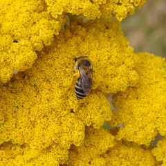 Colletes similis