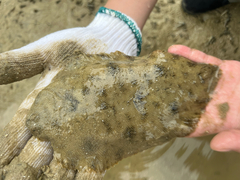 Oriental Sole photo 2