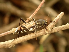 Xylotrechus cuneipennis