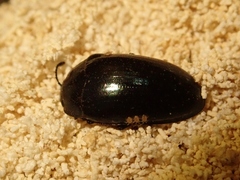 Aulacocheilus sibiricus