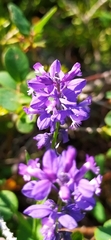 Polygala wolfgangiana