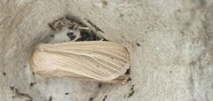Mythimna pallens