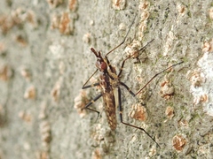 Stypocladius appendiculatus