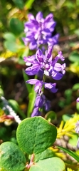 Polygala wolfgangiana