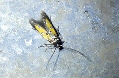 Chrysoclista linneella
