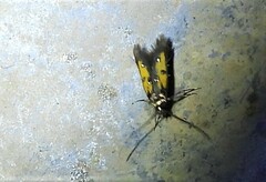 Chrysoclista linneella