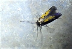 Chrysoclista linneella