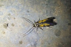 Chrysoclista linneella