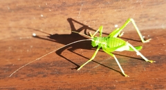 Leptophyes punctatissima