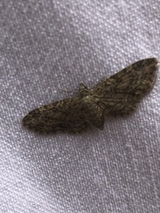 Eupithecia inturbata