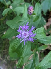 Centaurea nigrescens