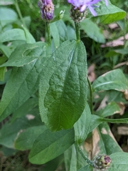 Centaurea nigrescens