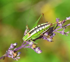 Poecilimon macedonicus