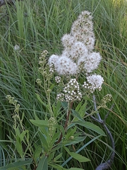 Filipendula ulmaria