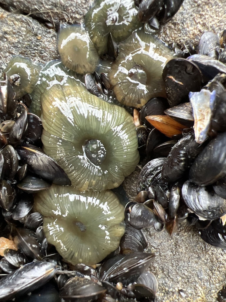 Photo of Beadlet anemone (Actinia equina)