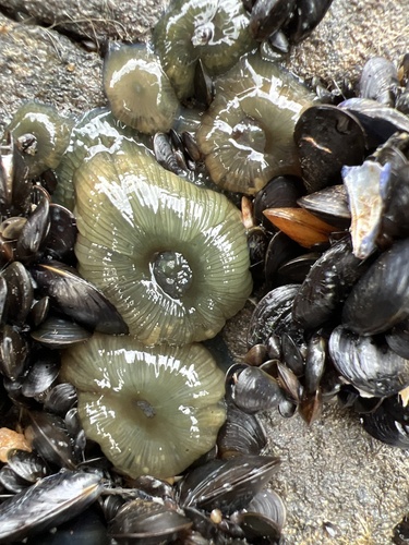 Photo of Beadlet anemone (Actinia equina)