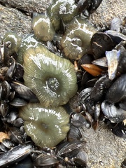 Atlantic Beadlet Anemone