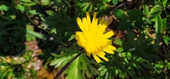 Crepis chrysantha