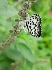 Castalius rosimon