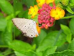 Luthrodes pandava