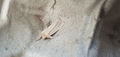 Mythimna pallens