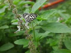Castalius rosimon