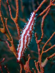 Pellasimnia improcera