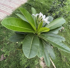 Plumeria acuminata