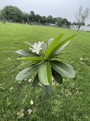 Plumeria acuminata