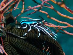 Allogalathea elegans