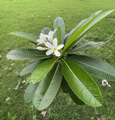 Plumeria acuminata