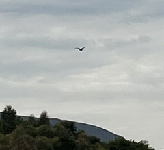 Haliaeetus vocifer