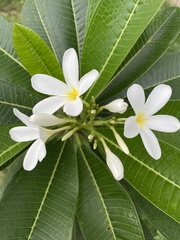 Plumeria acuminata