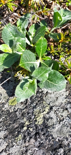 Image of Salix recurvigemmata by no rights reserved