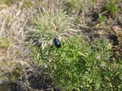 Chrysochus goniostoma
