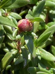 Carpacoce