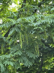 Pterocarya