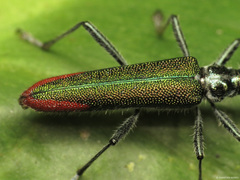 Arietocometes apicalis