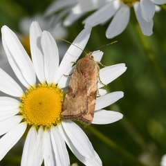 Cryptocala chardinyi